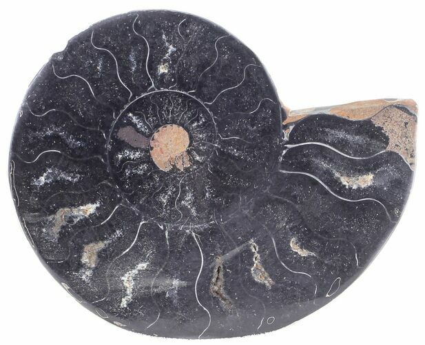 Split Black/Orange Ammonite (Half) - Unusual Coloration #55638